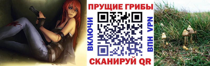 Купить  Камышлов  Псилоцибиновые грибы Cubensis 